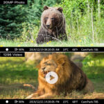 Photographe de terrain compact pour l'observation animale